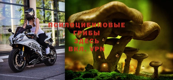 шишки Аркадак
